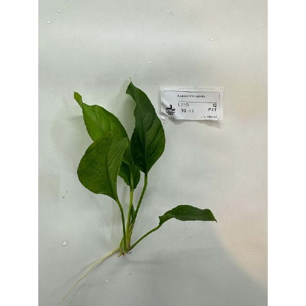 Anubias heterophylla