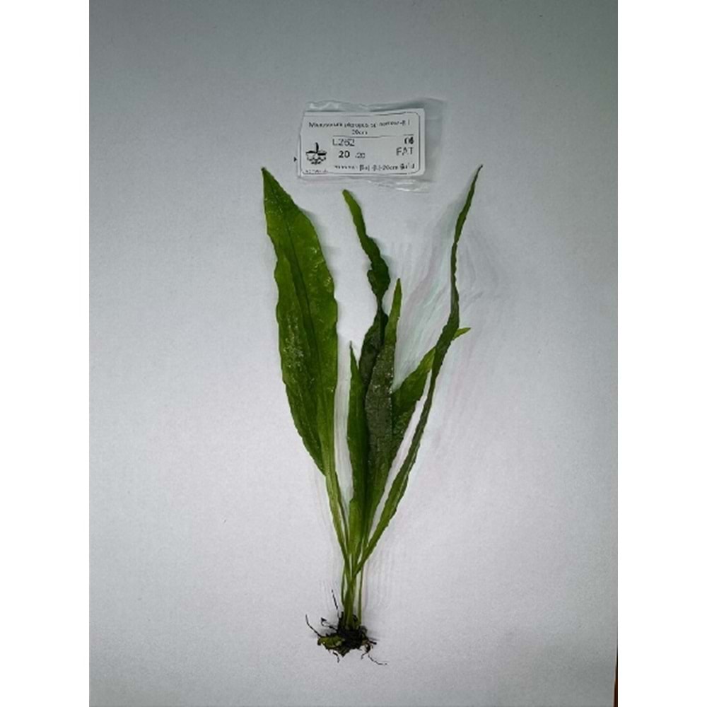 Microsorum pteropus sp narrow (L) 20cm