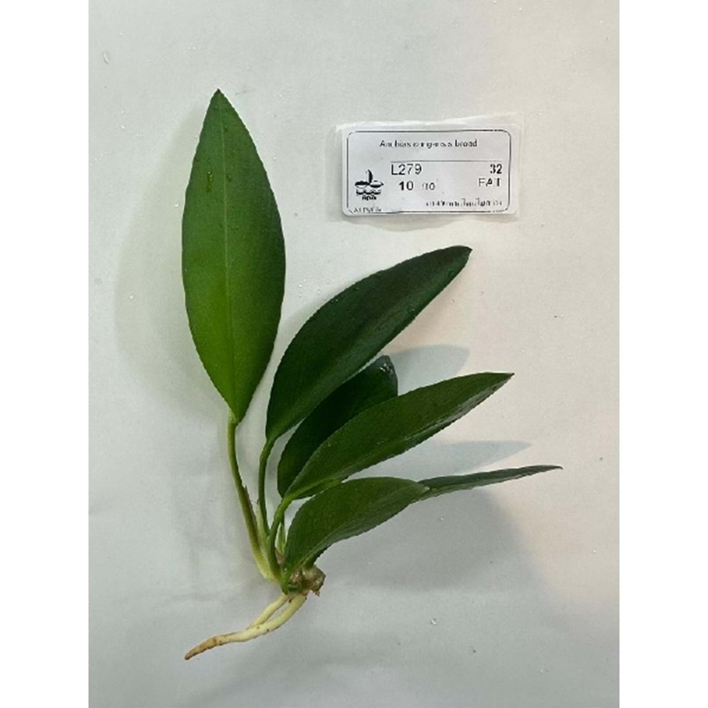 Anubias congensis broad