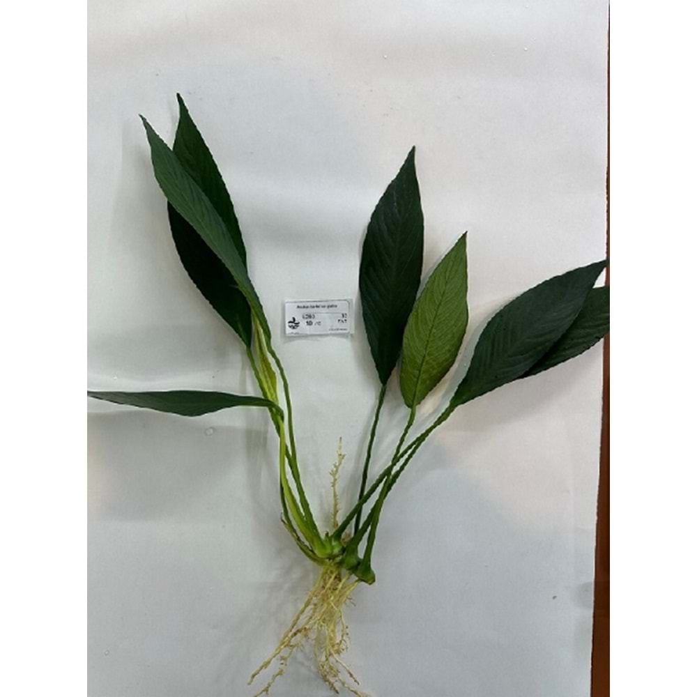 Anubias barteri var. glabra