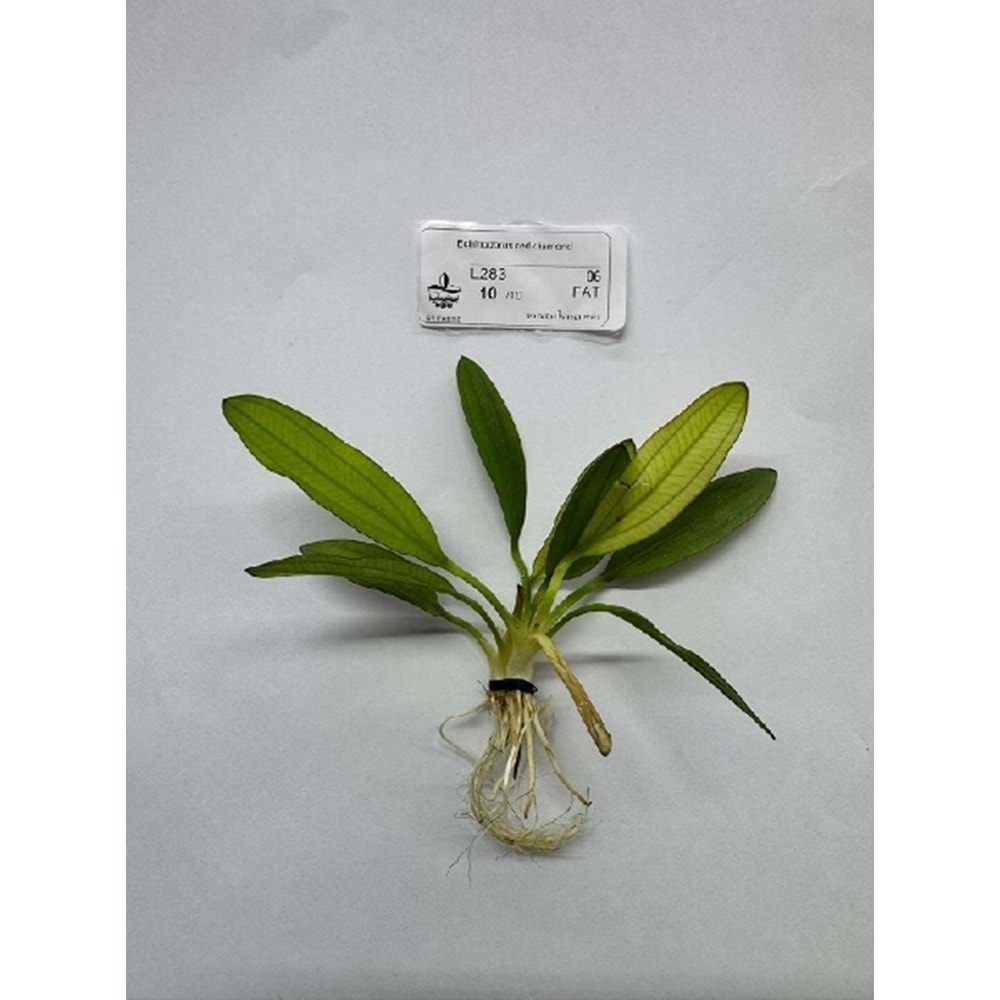 Echinodorus red diamond