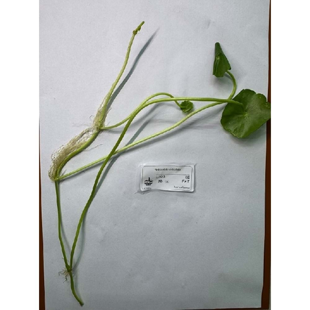 Hydrocotyle verticillata (5 Dal)