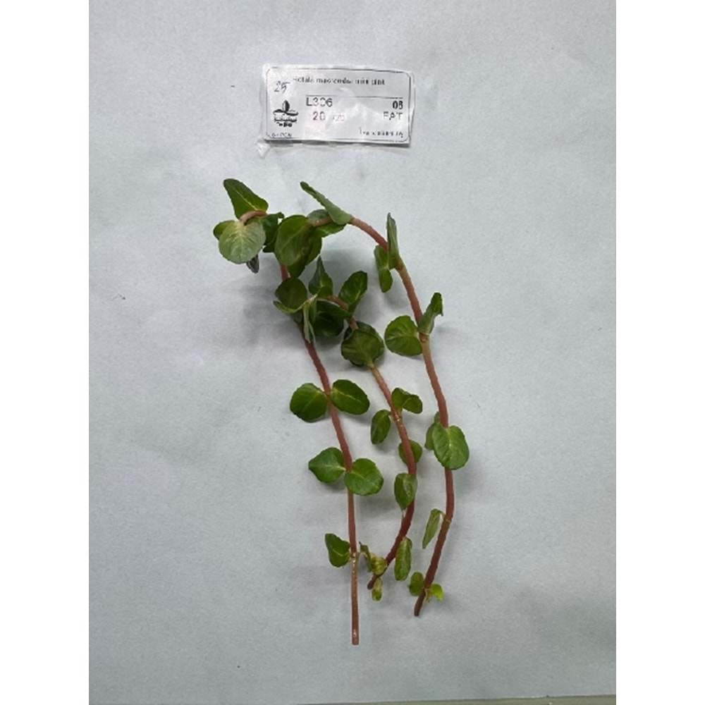 Rotala macrandra mini pink (5 Dal)