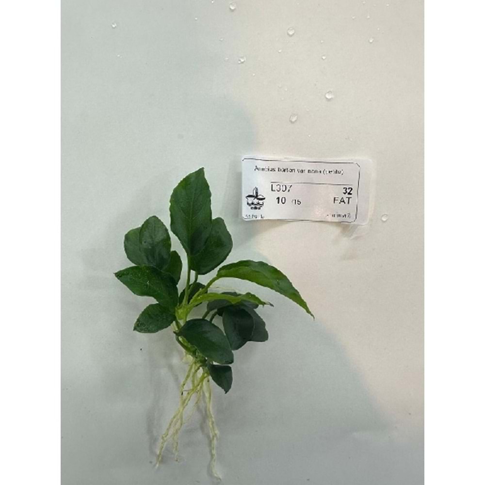 Anubias barteri var nana (petite)