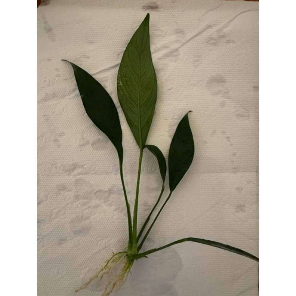 Anubias congensis (L) 20cm