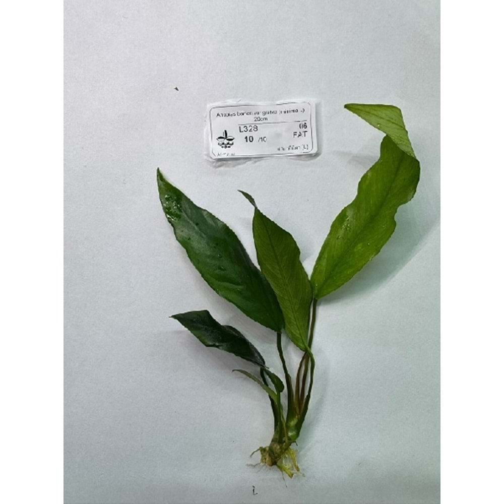 Anubias barteri var. glabra (minima) (L) 20cm