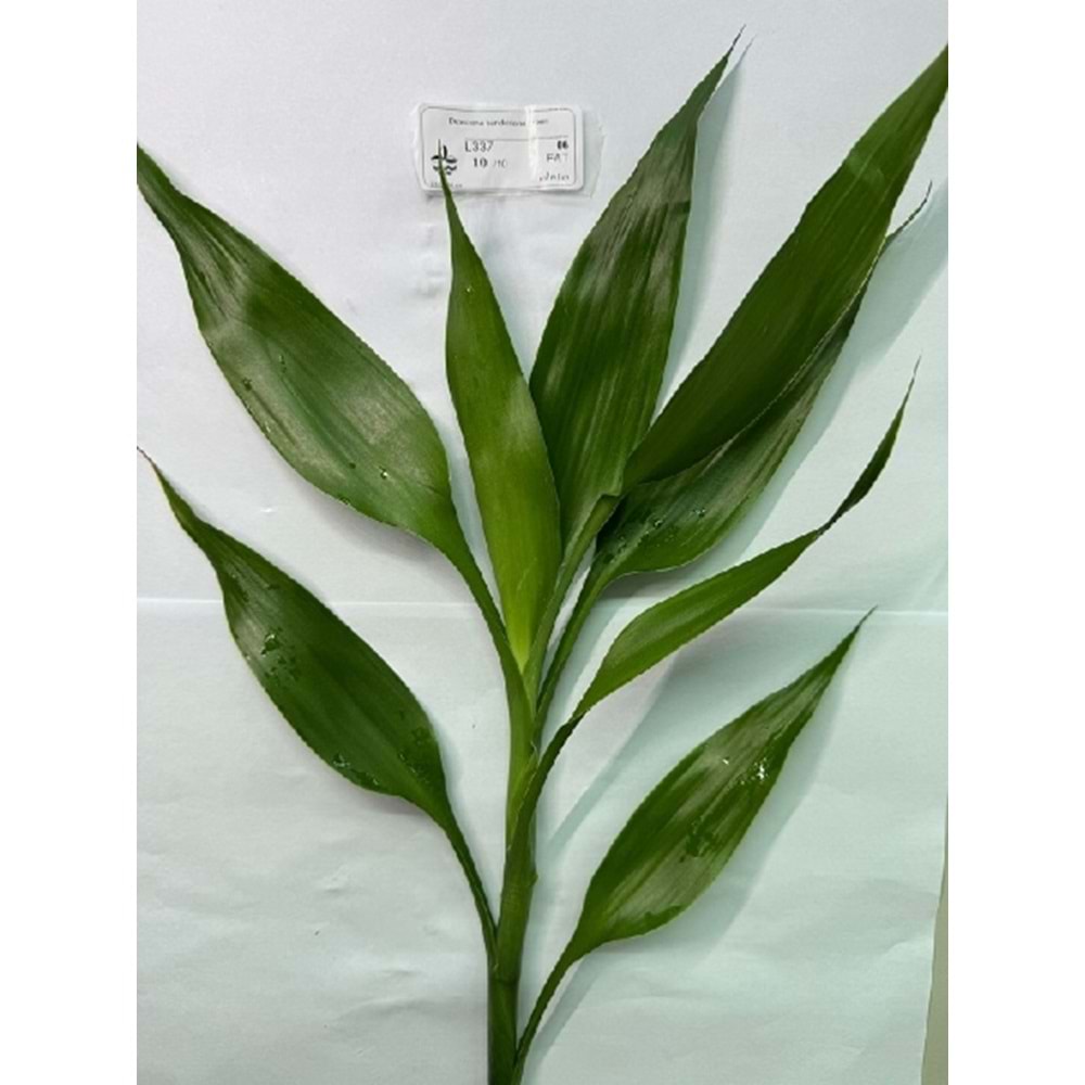 Dracaena sanderiana green
