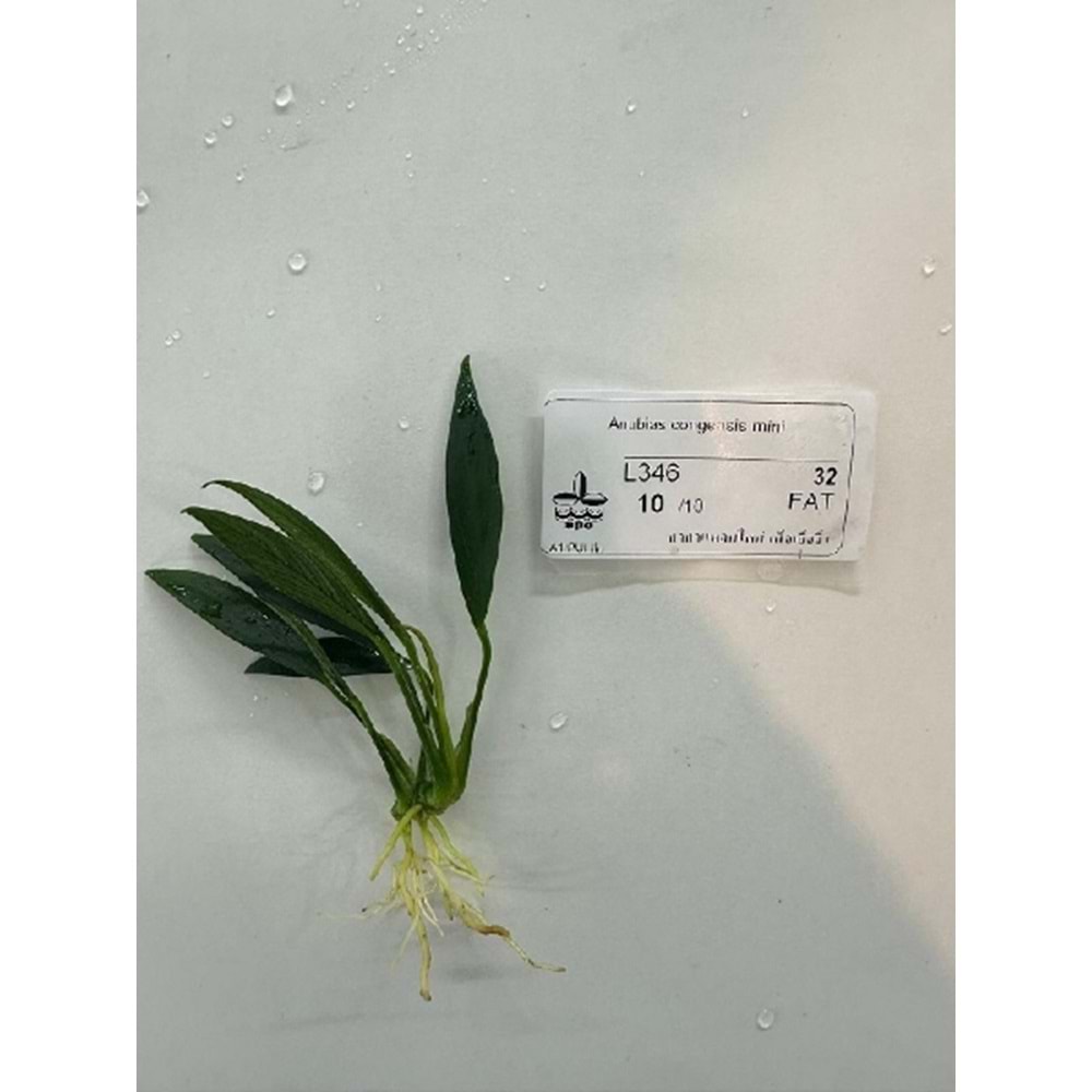 Anubias congensis mini