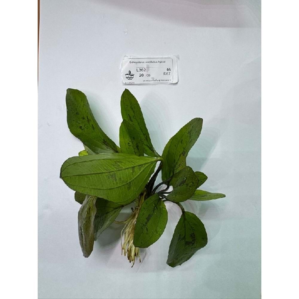 Echinodorus cordifolius hybrid