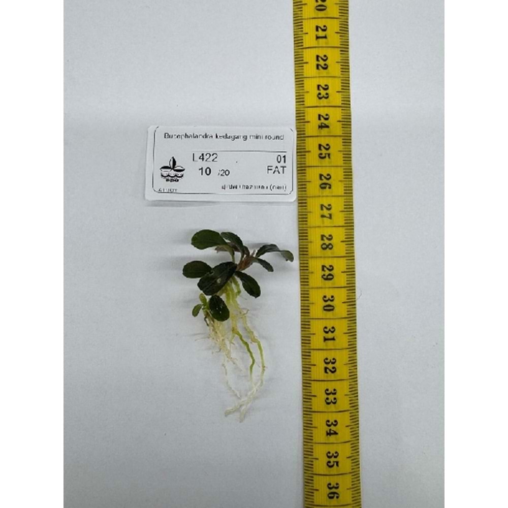 Bucephalandra kedagang mini round
