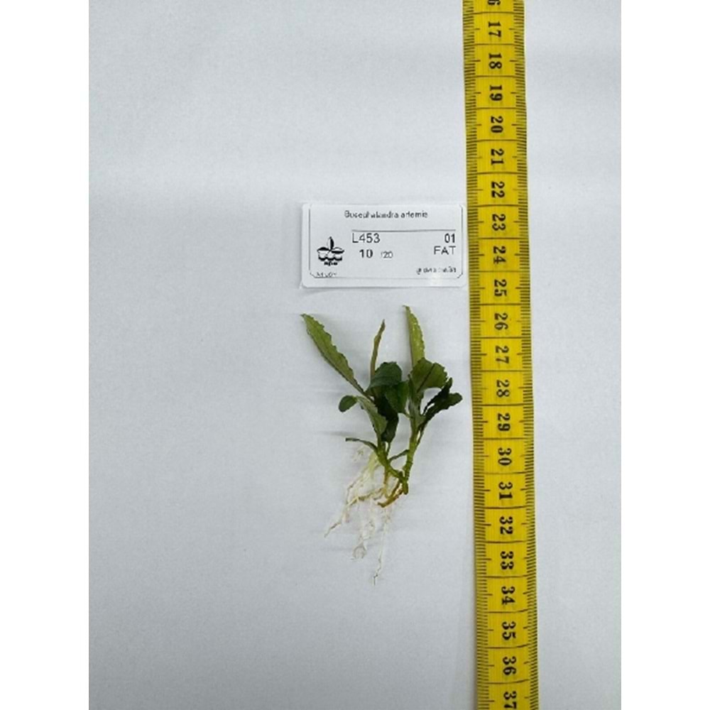 Bucephalandra artemis