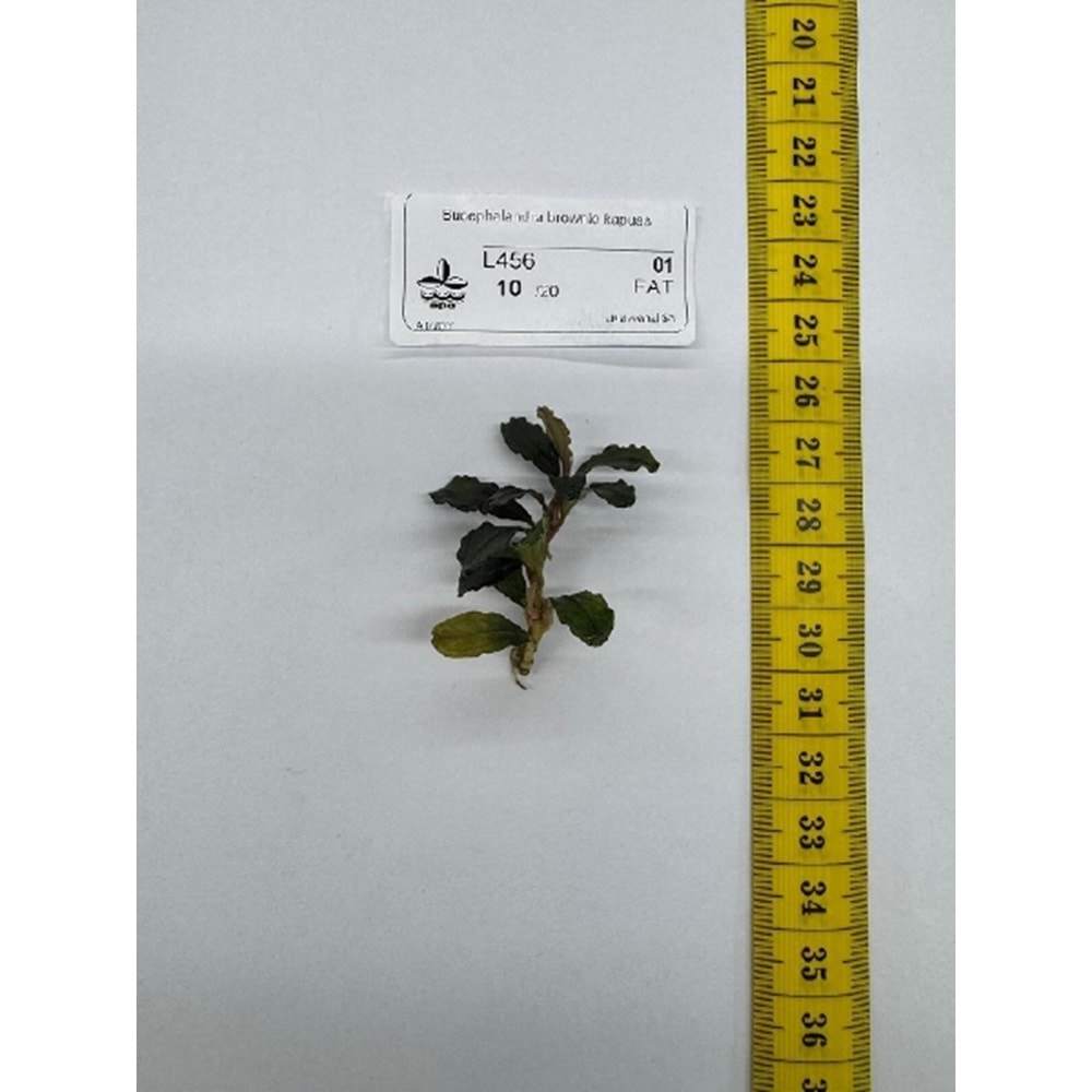 Bucephalandra brownie kapuas