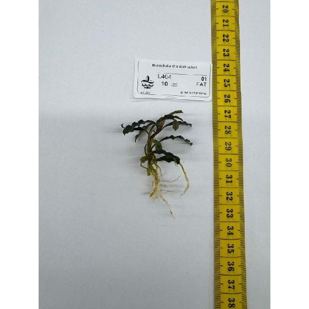 Bucephalandra dark velvet