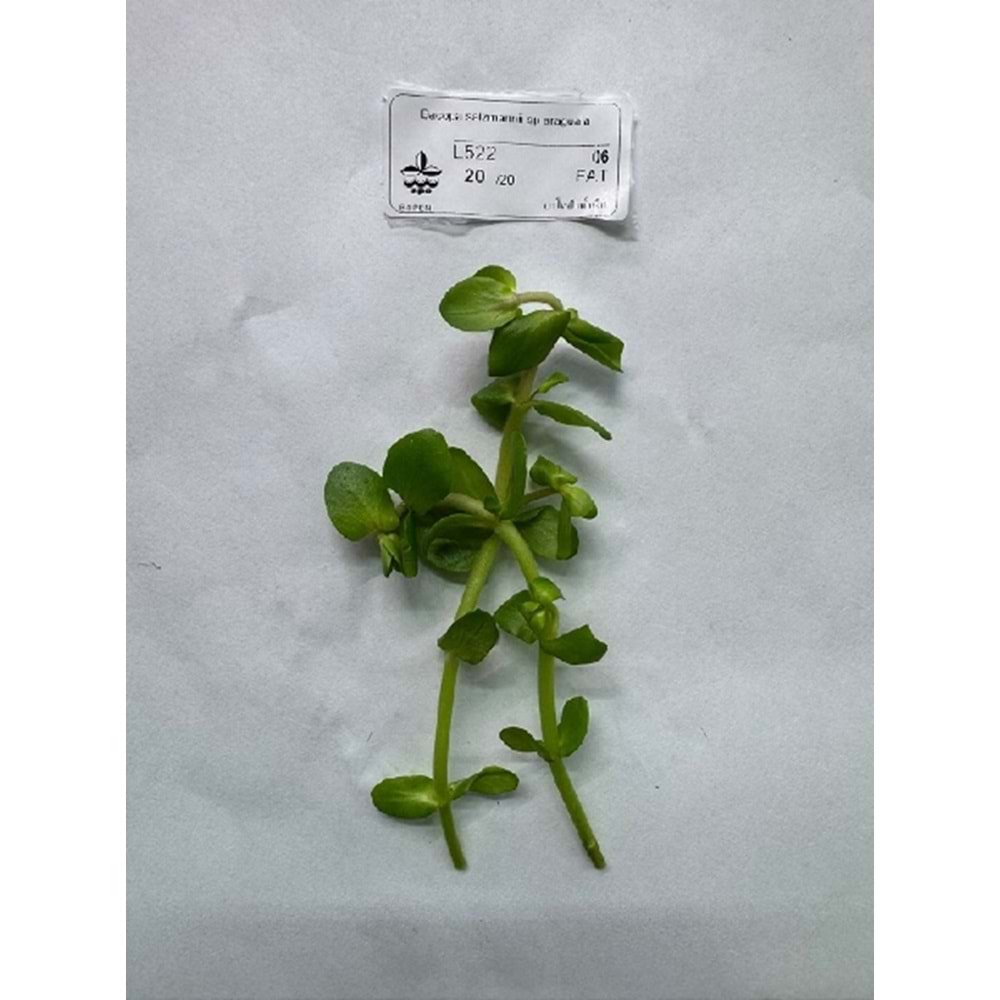 Bacopa salzmannii sp araguaia (5 Dal)