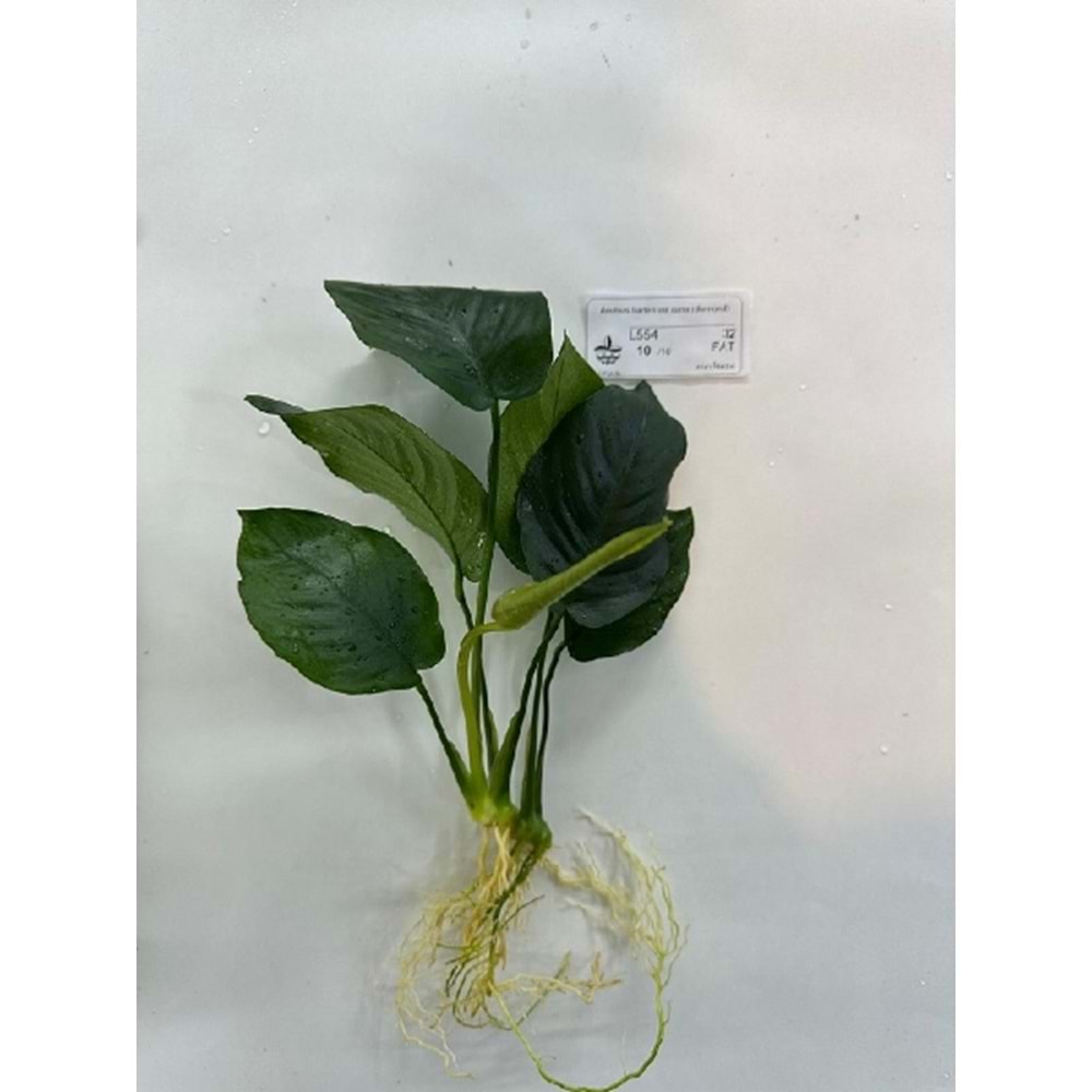 Anubias barteri diamond