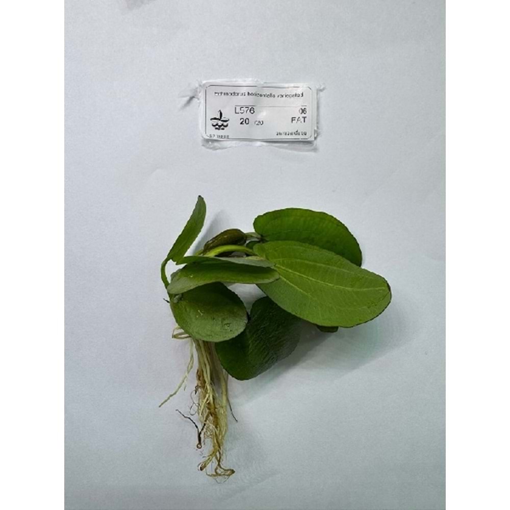 Echinodorus horizontalis variegated