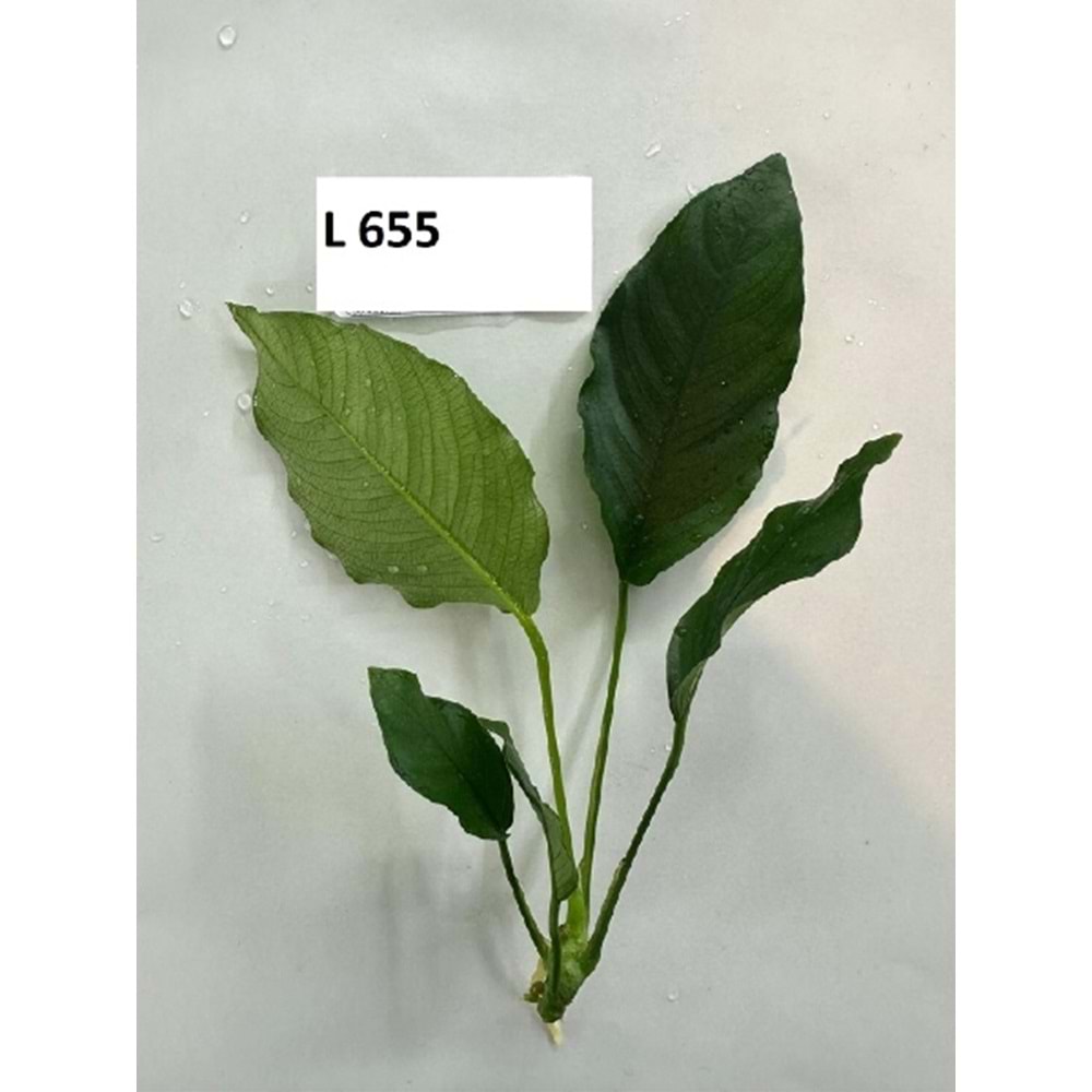 Anubias barteri crispus