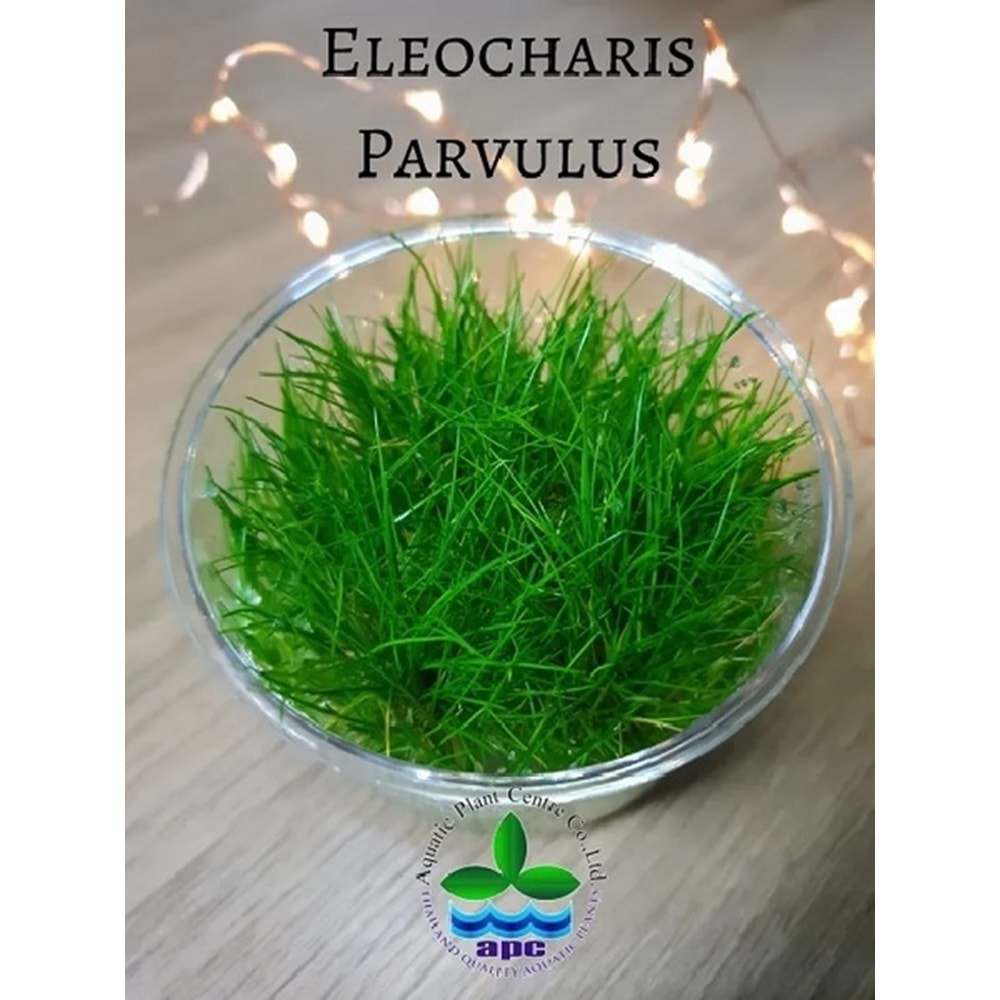 Eleocharis parvulus (acicularis) T/C CUP