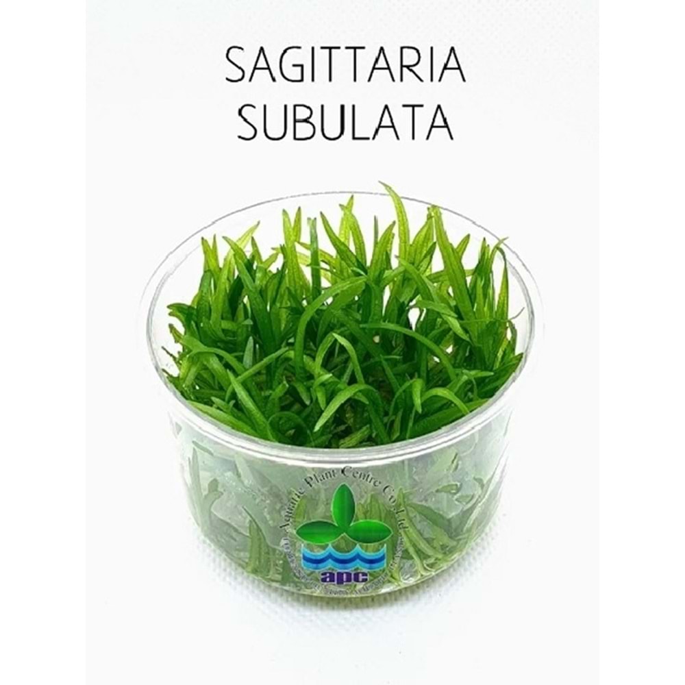 Sagittaria subulata T/C CUP