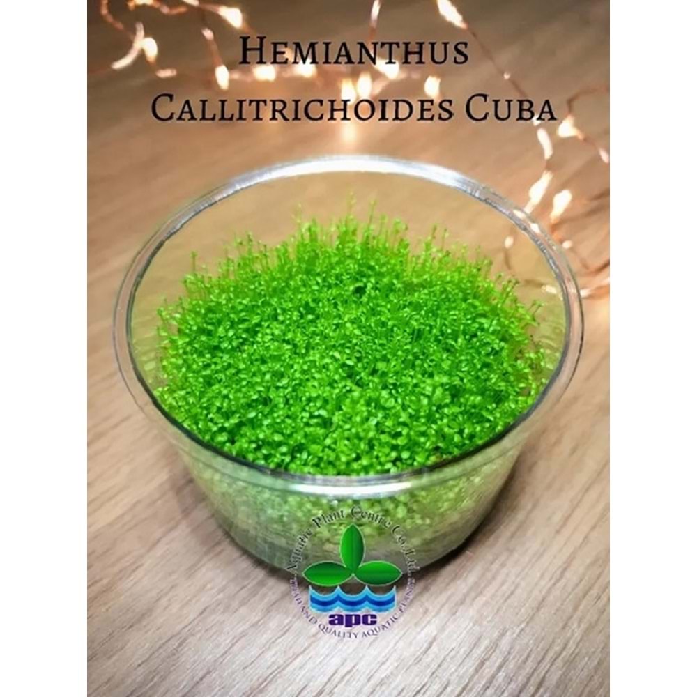 Hemianthus callitrichoides Cuba T/C CUP