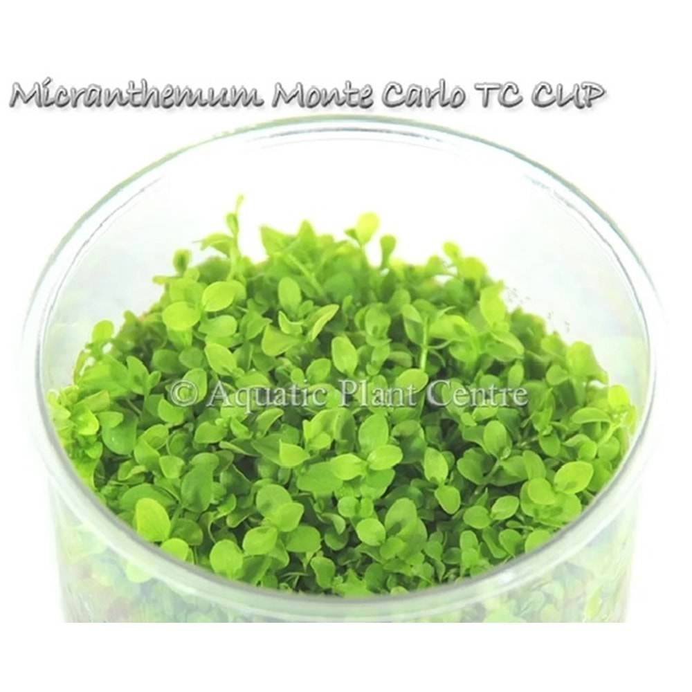 Micranthemum monte carlo T/C CUP