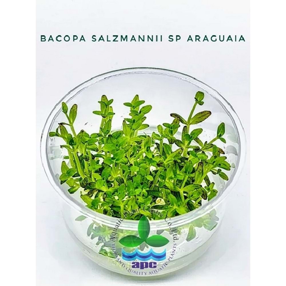 Bacopa salzmannii sp araguaia T/C CUP