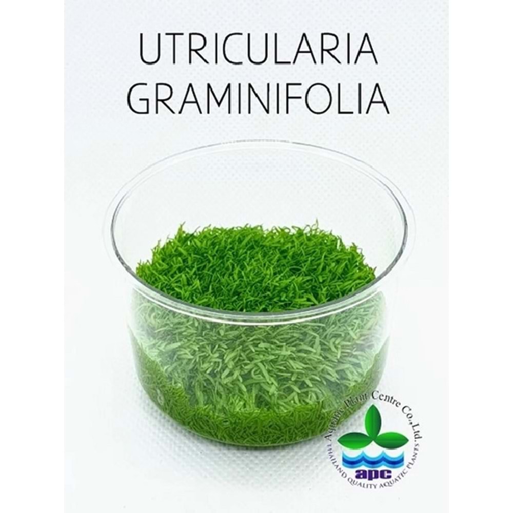Utricularia graminifolia T/C [Small] CUP