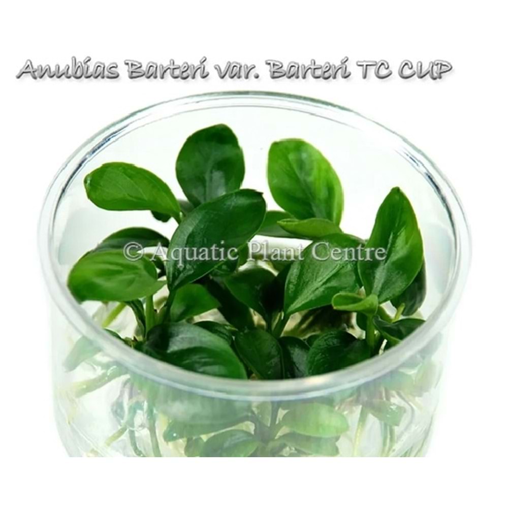 Anubias barteri var glabra (D.C) T/C [Small] CUP