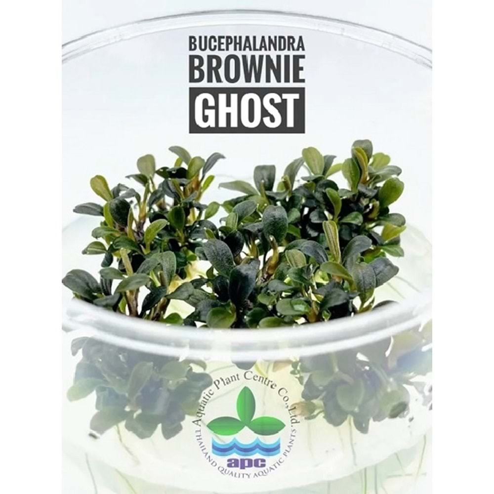 Bucephalandra brownie ghost T/C [Small] CUP