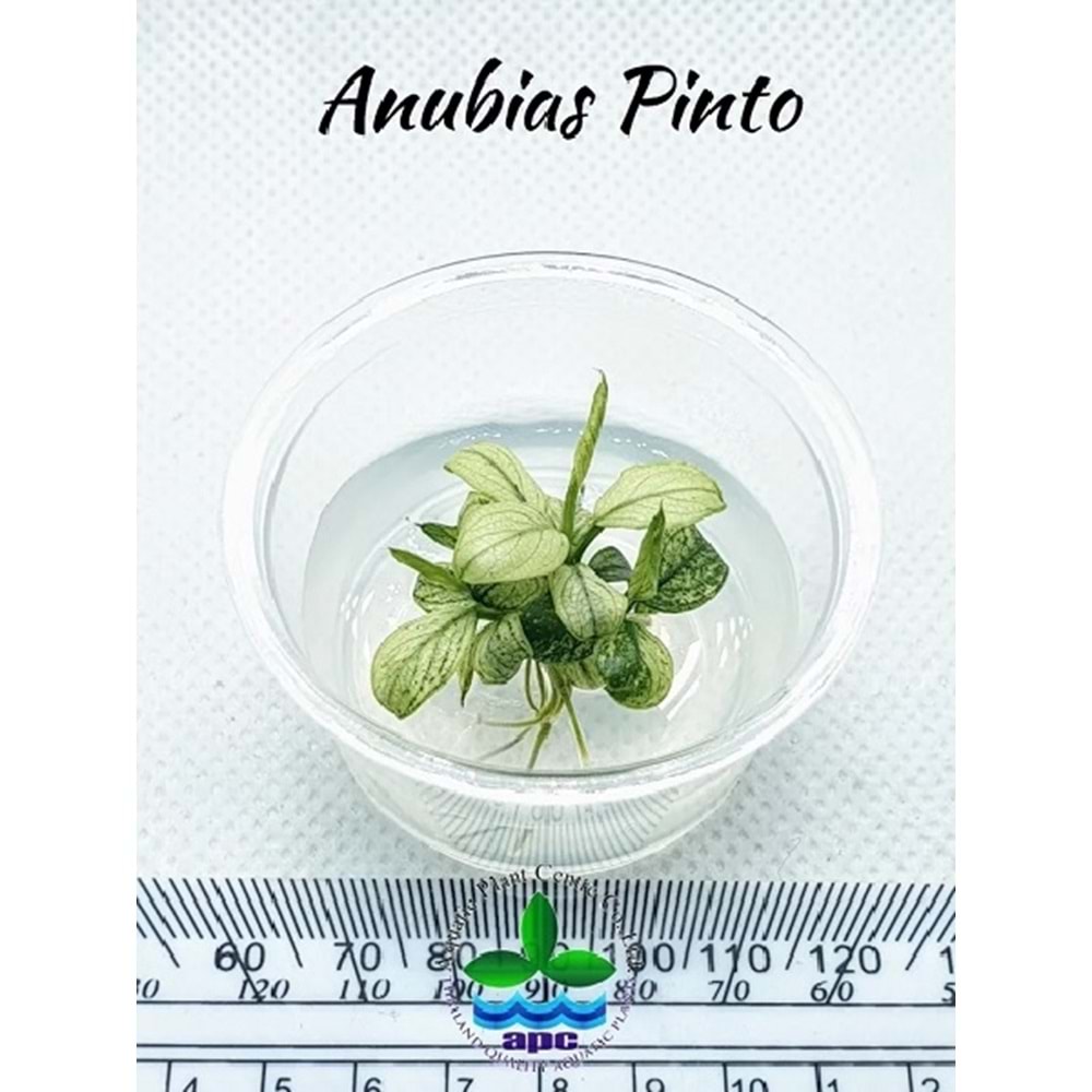 Anubias barteri var nana (pinto) T/C [SMALL] CUP