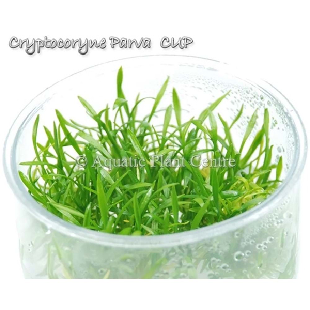 Cryptocoryne parva T/C [Small] CUP