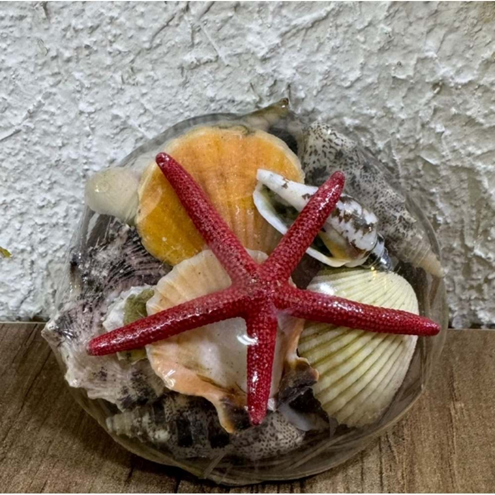 Akvaryum Dekor Orta boy Sepet Deniz kabukları