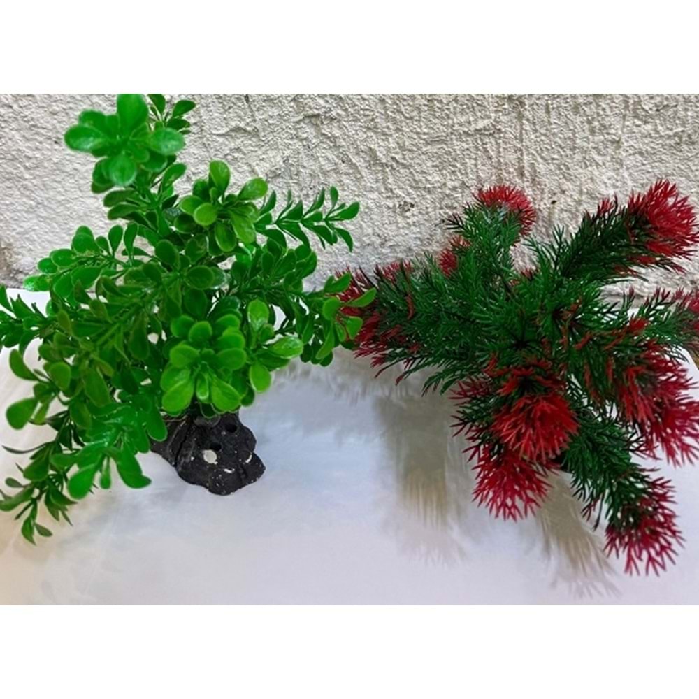 Akvaryum Süs Bitki No:4