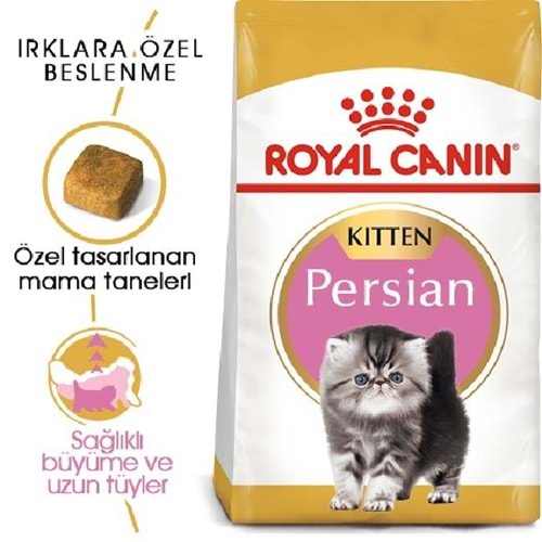 Britsih Persian Kitten 2K