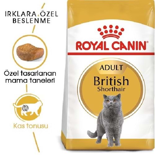 British Short Hair Yetişkin 2Kg