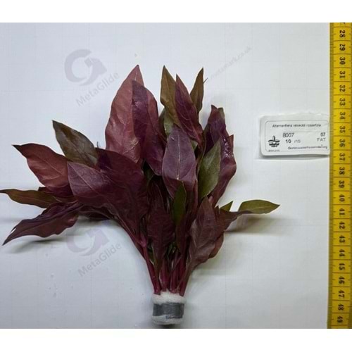 Alternanthera reineckii rosaefolia