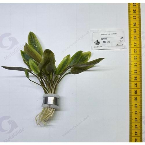 Cryptocoryne becketii