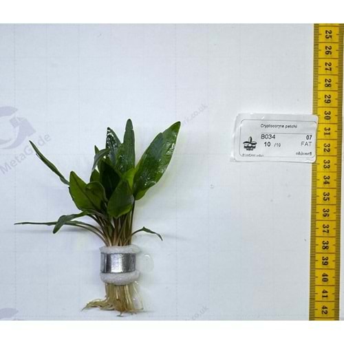 Cryptocoryne petchii