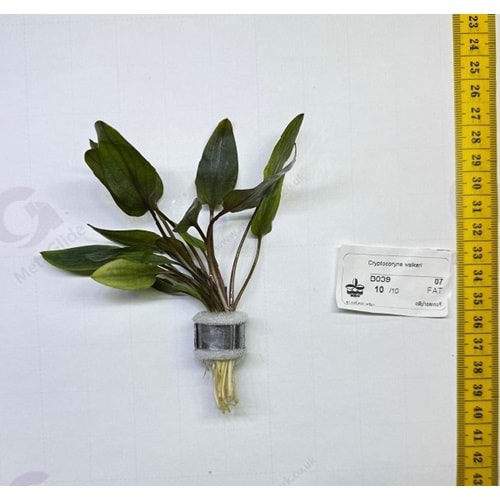 Cryptocoryne walkeri