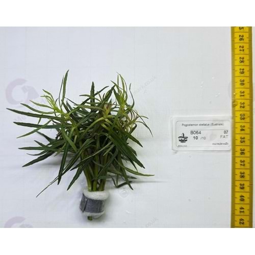 Pogostemon stellatus (Eustralis)