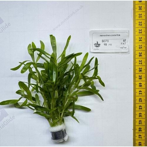 Heteranthera zosterifolia