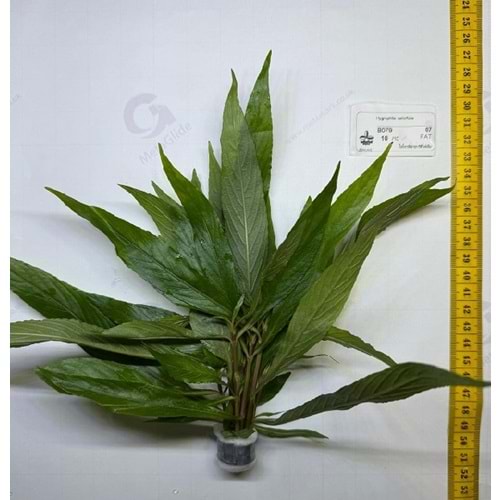 Hygrophila salicifolia