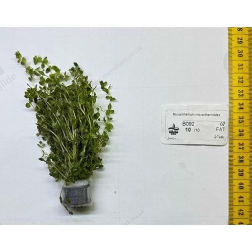 Micranthemum micranthemoides