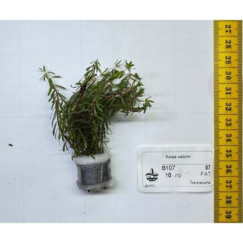 Rotala wallichii