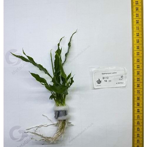 Spathiphyllum wallisii