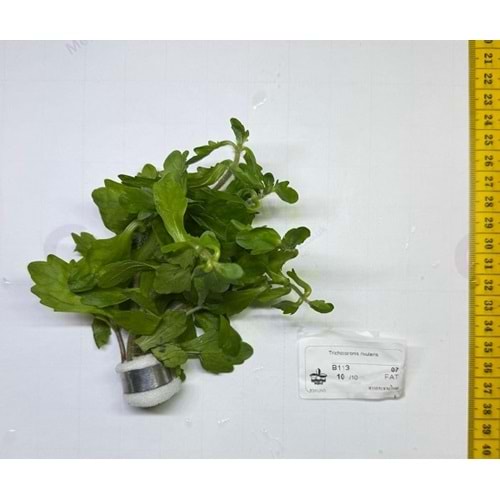 Trichocoronis rivularis