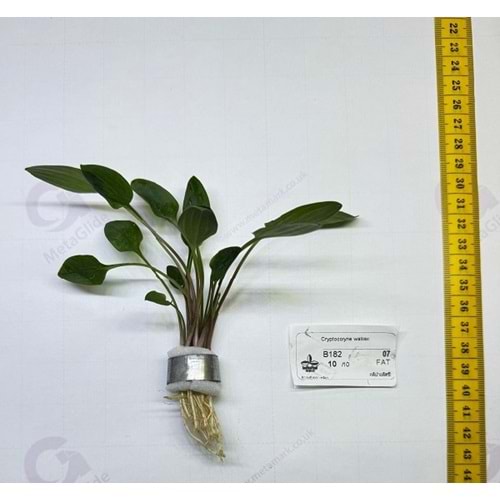 Cryptocoryne wallisii