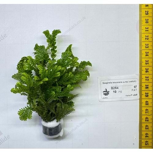 Selaginella kraussiana aurea (wallichi)