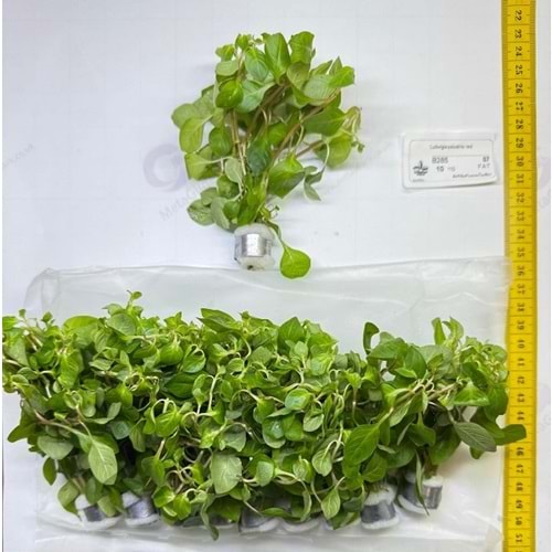 Ludwigia palustris red