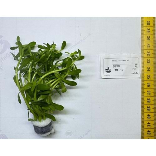 Hedyotis salzmannii (Microcarpaea)